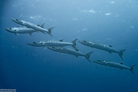 Sphyraena qenie (Blackfin Barracuda)