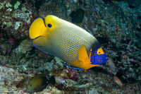 Pomacanthus xanthometopon (Yellow-Mask Angelfish)