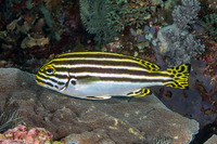 Plectorhinchus lessonii (Striped Sweetlips)