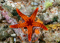 Fromia monilis (Peppermint Sea Star)