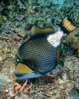 Balistoides viridescens (Titan Triggerfish)