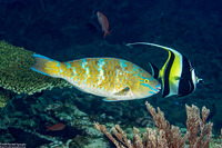 Scarus ghobban (Bluebarred Parrotfish)