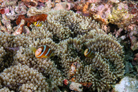 Amphiprion clarkii (Clark's Anemonefish)