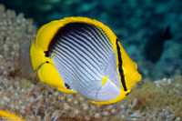 Chaetodon melannotus (Black-Backed Butterflyfish)