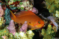 Pseudanthias squamipinnis (Scalefin Anthias)