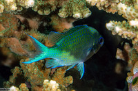 Chromis atripectoralis (Blackaxil Puller)