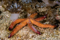 Echinaster luzonicus (Luzon Sea Star)