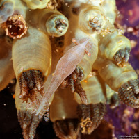 Hippolyte commensalis (Xenia Soft Coral Shrimp)