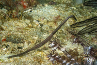 Trachyrhamphus bicoarctatus (Short-Tailed Pipefish)