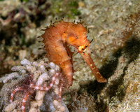 Hippocampus histrix (Thorny Seahorse)