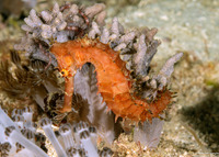 Hippocampus histrix (Thorny Seahorse)