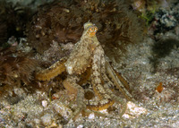 Abdopus sp.1 (White-V Octopus)