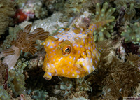 Lactoria fornasini (Thornback Cowfish)