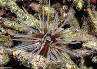 Echinothrix calamaris (Double-Spined Urchin)