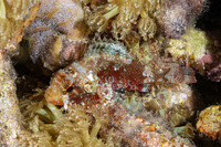 Sebastapistes strongia (Barchin Scorpionfish)