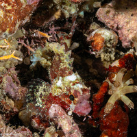 Sebastapistes strongia (Barchin Scorpionfish)