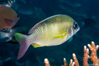 Scolopsis margaritifera (Pearly Monocle Bream)