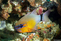 Ostorhinchus aureus (Ringtailed Cardinalfish)