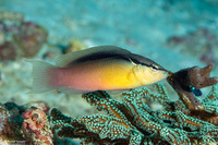 Pseudochromis perspicillatus (Blackstripe Dottyback)