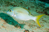 Scolopsis monogramma (Monogram Monocle Bream)