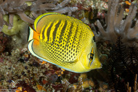 Chaetodon punctatofasciatus (Spot-Banded Butterflyfish)