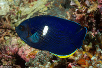 Centropyge tibicen (Keyhole Angelfish)