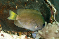 Pomacentrus nigromarginatus (Blackmargined Damsel)