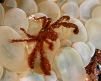 Oncinopus sp.1 (Orangutan Crab)