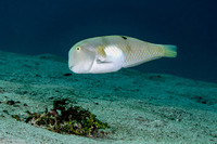 Iniistius aneitensis (Whitepatch Razorfish)