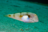 Iniistius aneitensis (Whitepatch Razorfish)