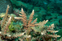 Acropora grandis (Great Staghorn Coral)