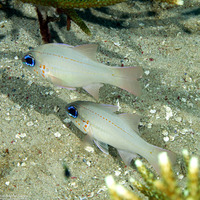 Ostorhinchus chrysopomus (Spotgill Cardinalfish)