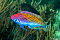 Cirrhilabrus aurantidorsalis (Orangeback Wrasse)