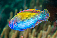 Cirrhilabrus solorensis (Solor Fairy Wrasse)