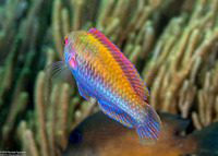 Cirrhilabrus solorensis (Solor Fairy Wrasse)