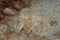 Sepia latimanus (Broadclub Cuttlefish)