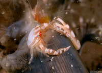 Porcellanella haigae (Haig's Porcelain Crab)