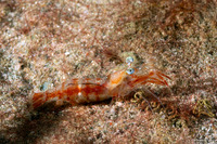 Processidae sp.1 (Night Shrimp)