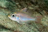 Ostorhinchus moluccensis (Moluccan Cardinalfish)