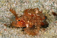 Pteroidichthys amboinensis (Ambon Scorpionfish)