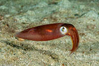 Uroteuthis duvaucelii (Indian Squid)