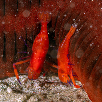 Zenopontonia rex (Emperor Shrimp)