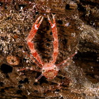 Galathea subsquamata (Scaly Squat Lobster)