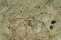 Phalangipus hystrix (Spiky Spider Crab)