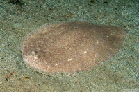 Brachirus aspilos (Margined Sole)