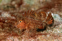 Pteroidichthys amboinensis (Ambon Scorpionfish)