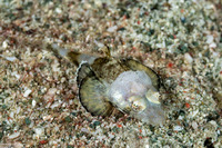 Rogadius serratus (Serrated Flathead)