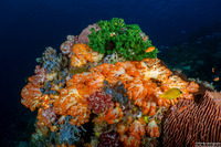 Tubastraea micranthus (Black Sun Coral)