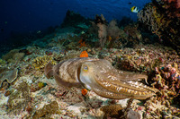 Sepia pharaonis (Pharaoh Cuttlefish)