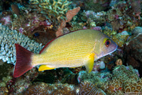 Lutjanus fulvus (Blacktail Snapper)